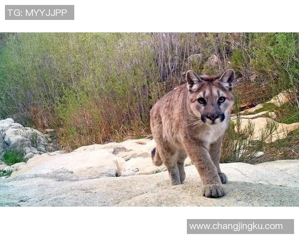 墨西哥老虎与美洲狮的生存之战谁能称霸野生动物界